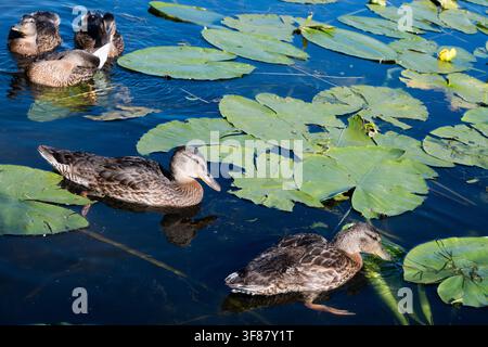 Vue horizontale de quatre jeunes canards colverts nageant et se toilettant dans une eau bleu foncé avec des feuilles vertes. Idéal pour la photographie de la faune sociale, natu Banque D'Images