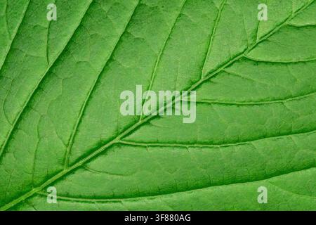 Close-up de la texture d'une feuille verte brillante avec des veines diagonales Banque D'Images
