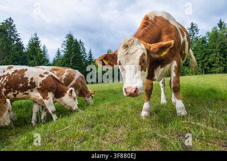 Vache laitière curieuse debout sur une prairie verte et regardant directement dans l'appareil photo tandis que d'autres vaches paissent en arrière-plan. Banque D'Images