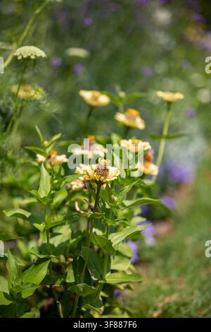 Close-up d'une fleur de zinnia jaune fanée, Zinnia elegans, avec tête de graine proéminente dans un jardin d'été. Banque D'Images