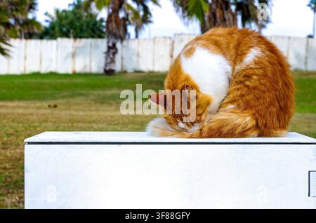 Chat errant roux et blanc se toilettant dans un parc à Paphos, Chypre Banque D'Images