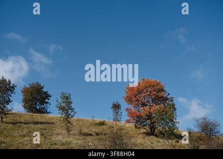 La nature du sud-ouest de la Serbie au début de l'automne. Des champs et des arbres sans fin avec des feuilles orange contre un ciel bleu par une journée ensoleillée. Banque D'Images