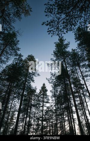 Vue de grands pins s'élevant vers un ciel bleu clair dans une forêt en Finlande Banque D'Images