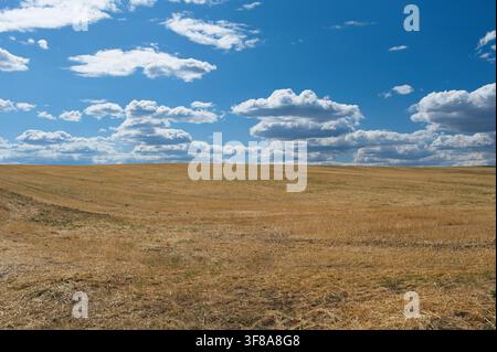 Grand champ agricole doré récolté sous un ciel bleu éclatant rempli de nuages cumulus blancs duveteux à Nograd, Hongrie Banque D'Images