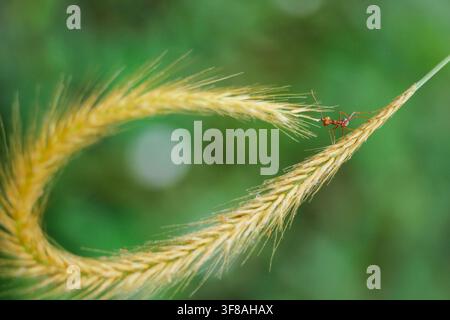 Photographie macro en gros plan d'une petite fourmi rouge marchant sur un épillet d'herbe sauvage courbé avec un fond naturel vert flou doux Banque D'Images