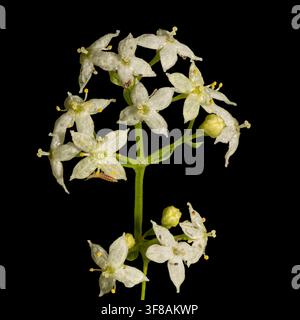 Fleurs de Gaillet blanc (galium album - Rubiaceae) gros plan de côté de plusieurs petites fleurs sauvages blanches à quatre pétales isolées sur un fond noir Banque D'Images