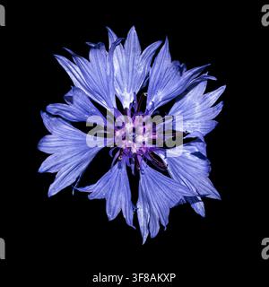 Bleuet, bouton du célibataire, tête de fleur (Centaurea cyanus) vue rapprochée de dessus d’une grande fleur sauvage bleue isolée sur fond noir Banque D'Images