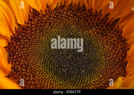 Grossissement d'un tournesol en pleine floraison montrant les fleurettes centrales complexes disposées en spirale naturelle, entourées d'un jaune vif Banque D'Images