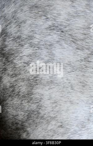 Photographie rapprochée commerciale mettant en valeur la texture complexe et détaillée de la peau du cheval et des poils fins du pelage, soulignant les motifs naturels de fourrure grise et blanche. Banque D'Images