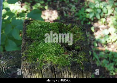 gros plan d'une texture de bois couvert de mousse sous la lumière naturelle de la forêt, Ottawa, Canada. Banque D'Images