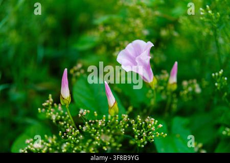 Fleur de chénopode rose avec des boutons non ouverts poussant parmi la végétation verte et les petites fleurs sauvages Banque D'Images