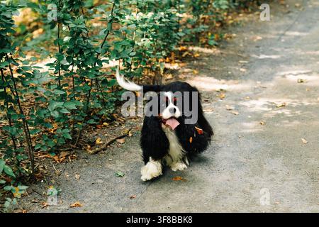 Adulte actif cavalier king charles spaniel courant en extérieur. Banque D'Images
