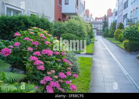 Fleurs roses luxuriantes entourées de feuilles vertes dans une ruelle résidentielle tranquille. Image d’archive parfaite pour le jardinage urbain, la conception de parcs, la décoration florale Banque D'Images