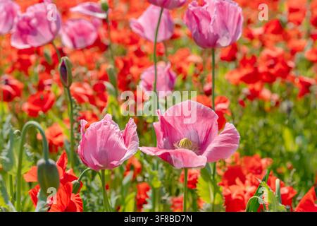 Close-up de délicates fleurs d'amarante rose se détachant sur un champ d'amarante rouge vif. Photo d'archive idéale pour les études botaniques, la beauté et les cosmétiques Banque D'Images