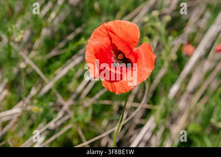 Close-up détaillé d'une seule fleur de coquelicot rouge vif épanouie dans l'herbe des champs. Photo d'archive idéale pour le design naturel, les études de botanique, les floraisons estivales Banque D'Images