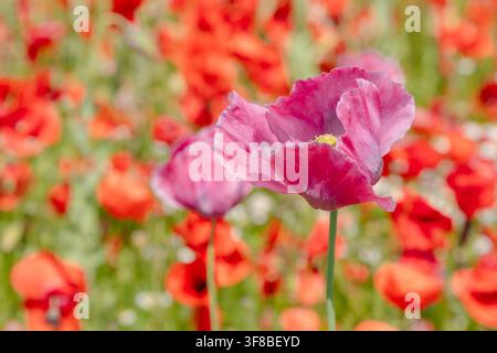 Superbe macro de fleurs d'amarante rose sous une lumière vive. Image de stock parfaite pour les cosmétiques naturels, les emballages bien-être, floral Banque D'Images
