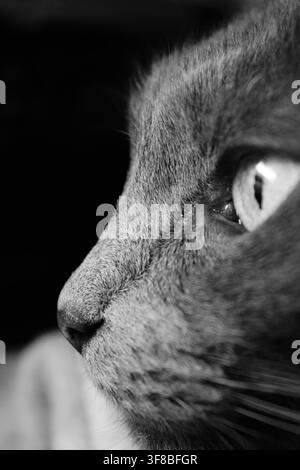 Photographie monochrome détaillée de profil d'un chat domestique mettant l'accent sur l'œil, la texture du pelage et l'oreille devant un fond sombre. Banque D'Images