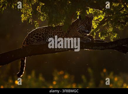 Jaguar, Panthera onca, adulte sauvage reposant sur une branche d'arbre avec le menton sur les pattes, regard alerte aux yeux dorés vers l'appareil photo, lumière du couvert forestier en contre-jour, Amérique du Sud Banque D'Images