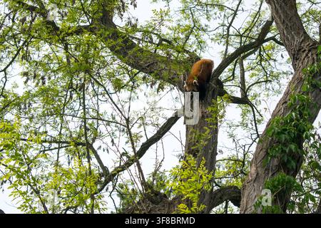 Panda roux grimpant haut dans un arbre feuillu dans un enclos de zoo Banque D'Images