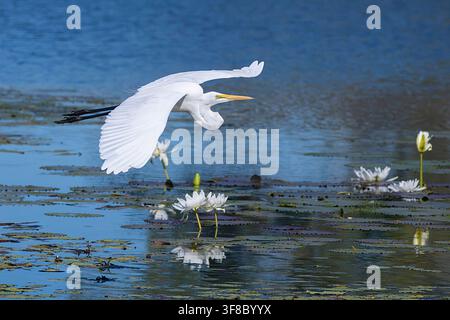 Héron blanc d’Orient (Ardea alba modesta) en train d’atterrir, Barrage de Cumberland, Far North Queensland, FNQ, QLD, Australie Banque D'Images