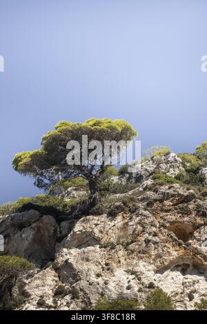 Vue d'un pin solitaire poussant sur une falaise rocheuse sous un ciel bleu clair à Zákynthos, en Grèce. Banque D'Images