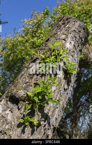 Gros plan de nouvelles branches avec des feuilles poussant sur Malus mandshurica – Tronc de pommier au printemps, Québec, Canada Banque D'Images