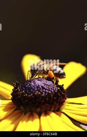 Abeille européenne (Apis mellifera) collectant du nectar d’une fleur d’hélianthus jaune (Echinacea paradoxa), gros plan, photo macro, Wilnsdor Banque D'Images
