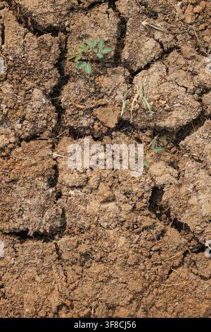 Vue de dessus de petites plantes vertes émergeant d'une terre desséchée et craquelée, symbolisant la résilience et la survie dans des conditions de sécheresse environnementale sévère Banque D'Images