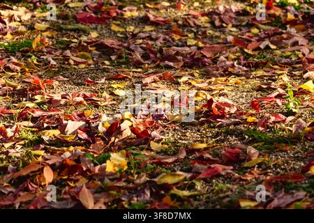 Vue grand angle des feuilles d'automne tombées recouvrant le sol Banque D'Images