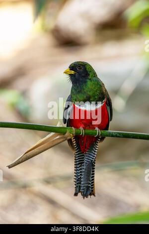 Trogon à collier mâle, Trogon collaris, perché sur une branche avec fond doux. Endémique du Mexique, de l'Amérique centrale et du nord de l'Amérique du Sud. Banque D'Images