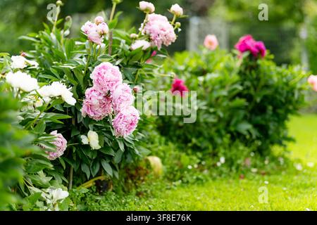 Des fleurs de pivoine vibrantes éclosent abondamment dans un jardin luxuriant en été. De grandes fleurs doubles de Paeonia se penchent sur le feuillage vert et l'herbe dans un bouquet de fleurs coloré Banque D'Images
