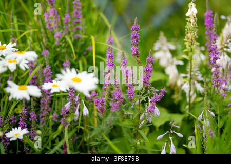 Jardin floral estival coloré avec des marguerites de Shasta blanches, de la lysimaque pourpre et des rudbeckias jaunes. Des fleurs vivaces mélangées fleurissent dans un ornement luxuriant Banque D'Images