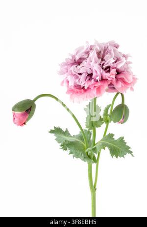 Amélanchier rose à double tête isolé Banque D'Images