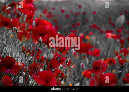 Coquelicots rouges en fleurs dans un champ avec couleur sélective Banque D'Images