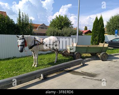 Cheval blanc attelé à un chariot en bois garé sur le bord de la route en Transylvanie, Roumanie Banque D'Images