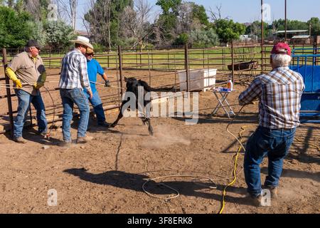 Un cow-boy attrape un veau avec une corde pour la mise en place de boucles d'oreilles et le marquage au fer sur un ranch dans l'Utah. Banque D'Images