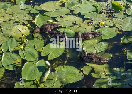 Vue horizontale de quatre jeunes canards colvert se reposant et nageant parmi des nénuphars verts et des bourgeons jaunes dans un étang ensoleillé. Idéal pour la photographie d'oiseaux sauvages Banque D'Images