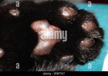 Mignon petit chat noir avec les coussinets des pattes Banque D'Images