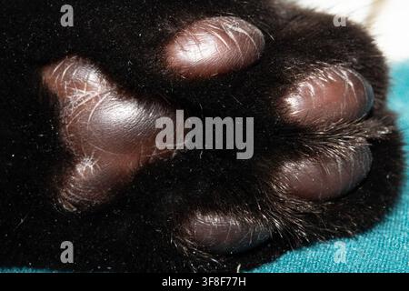 Mignon petit chat noir avec les coussinets des pattes Banque D'Images