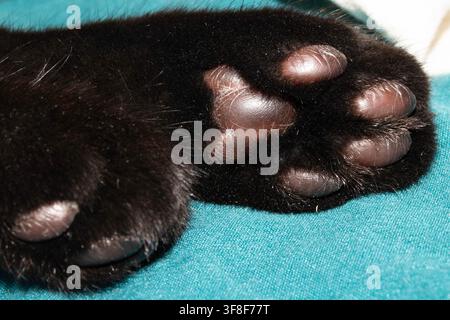 Mignon petit chat noir avec les coussinets des pattes Banque D'Images