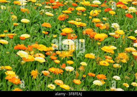 Calendula. Pot marigolds, fleurs de Calendula officinalis, plantation en masse dans une bordure de jardin d'été. Royaume-Uni Banque D'Images