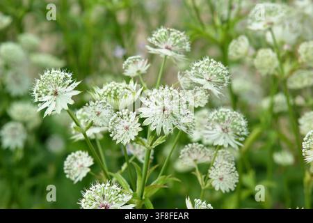 Fleurs blanches d'Astrantia major Alba masterwort affichant des ombelles en forme de coussin épinglé caractéristiques Banque D'Images