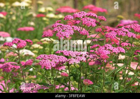 Mélange de fleurs dAchillée Colorado dans un jardin dété Banque D'Images