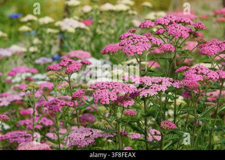 Mélange de fleurs dAchillée Colorado dans un jardin dété Banque D'Images