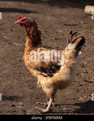 Portrait vertical d'une poule brune debout sur le sol en plein air dans une cour de ferme ensoleillée Banque D'Images