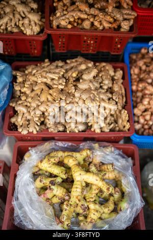 Conteneurs en plastique remplis de racines de gingembre biologiques fraîches et sac en plastique plein de galanga à vendre. Banque D'Images