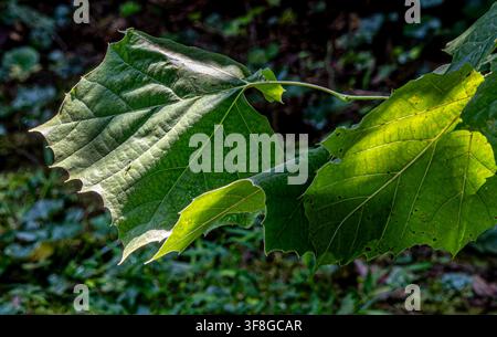 Feuilles palmato-lobes d'un sycomore américain Banque D'Images