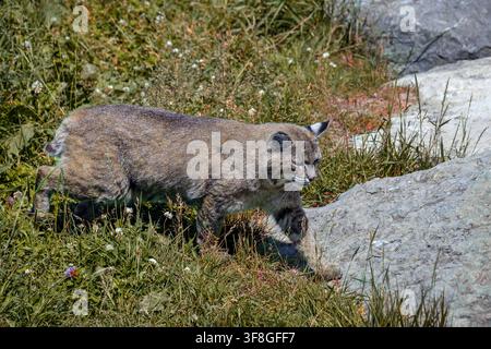 Le lynx roux Lynx rufus - Banque D'Images