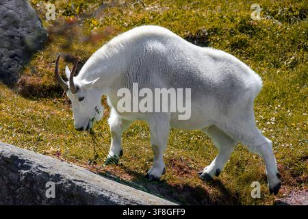 Chèvre des montagnes rocheuses - Oreamnos americanus Banque D'Images