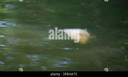 Poissons morts flottant sur l'eau verte de la rivière Banque D'Images